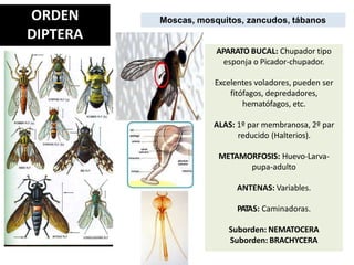 ORDEN
DIPTERA
Moscas, mosquitos, zancudos, tábanos
APARATO BUCAL: Chupador tipo
esponja o Picador-chupador.
Excelentes voladores, pueden ser
fitófagos, depredadores,
hematófagos, etc.
ALAS: 1º par membranosa, 2º par
reducido (Halterios).
METAMORFOSIS: Huevo-Larva-
pupa-adulto
ANTENAS: Variables.
PATAS: Caminadoras.
Suborden: NEMATOCERA
Suborden: BRACHYCERA
 