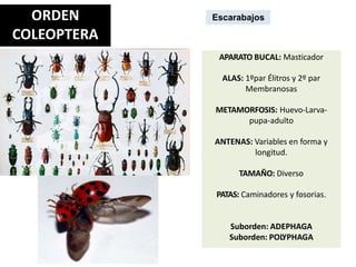 ORDEN
COLEOPTERA
Escarabajos
APARATO BUCAL: Masticador
ALAS: 1ºpar Élitros y 2º par
Membranosas
METAMORFOSIS: Huevo-Larva-
pupa-adulto
ANTENAS: Variables en forma y
longitud.
TAMAÑO: Diverso
PATAS: Caminadores y fosorias.
Suborden: ADEPHAGA
Suborden: POLYPHAGA
 
