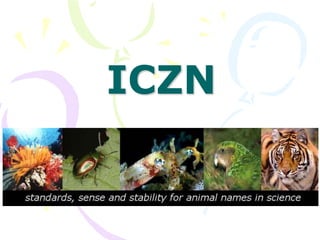 ICZN
 