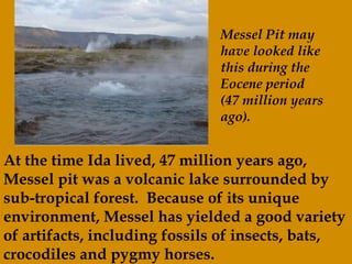 At the time Ida lived, 47 million years ago, Messel pit was a volcanic lake surrounded by sub-tropical forest.  Because of its unique environment, Messel has yielded a good variety of artifacts, including fossils of insects, bats, crocodiles and pygmy horses.   Messel Pit may have looked like this during the Eocene period (47 million years ago).  