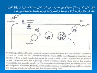 اكثر آهني كه در سنتز هموگلوبين مصرف مي شود آهني است كه اخيرأ از  Hb   تخريب شده در ماكروفازها آزاد و توسط ترانسفرين به نورموبلاست ها منتقل مي شود   