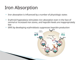 Iron Deficiency Anemia presentation for medical students | PPTX