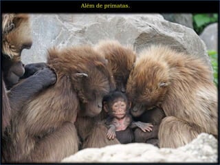 Além de primatas.
 
