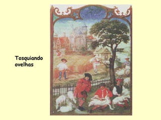 Tosquiando
ovelhas
 