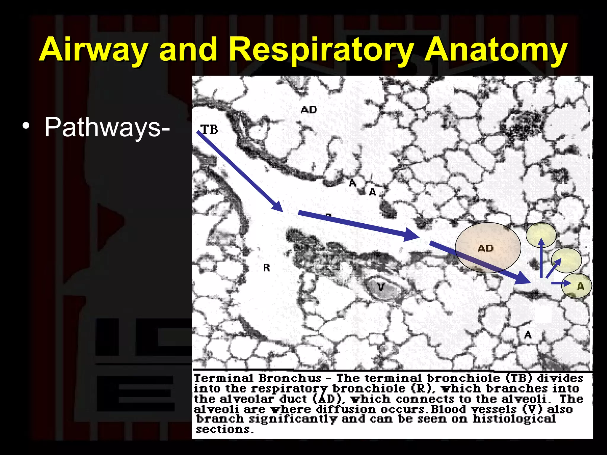 Airway and Respiratory Anatomy Pathways- 