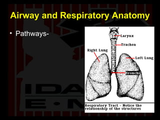 Airway and Respiratory Anatomy Pathways- 