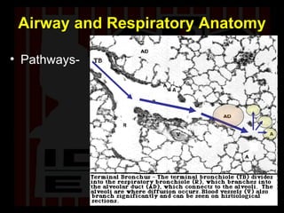 Airway and Respiratory Anatomy Pathways- 