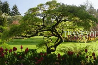 CASEIN PHOSPHO PEPTIDE(CPP