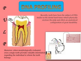 P
U
L
P
Recently, teeth have been the subject of DNA
studies as the dental hard tissue which physically
encloses the pulp and offers an anatomical
configuration of great durability.
Moreover, when morphologically evaluated,
even a single tooth provides valuable information
regarding the individual to whom the tooth
belongs.
 