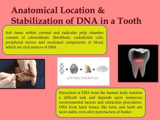 Soft tissue within coronal and radicular pulp chamber
consists of odontoblasts, fibroblasts, endothelial cells,
peripheral nerves and nucleated components of blood,
which are rich sources of DNA.
Extraction of DNA from the human body remains
a difficult task and depends upon numerous
environmental factors and extraction procedures.
DNA from hard tissues like bone and teeth are
most stable even after putrefaction of bodies.
 