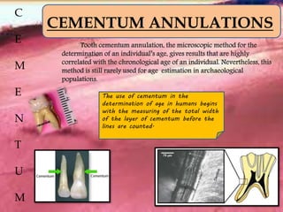 C
E
M
E
N
T
U
M
CEMENTUM ANNULATIONS
Tooth cementum annulation, the microscopic method for the
determination of an individual’s age, gives results that are highly
correlated with the chronological age of an individual. Nevertheless, this
method is still rarely used for age estimation in archaeological
populations.
The use of cementum in the
determination of age in humans begins
with the measuring of the total width
of the layer of cementum before the
lines are counted.
 