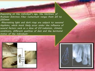 Depending on the individual’s age, the thickness of
Acellular Extrinsic Fiber Cementum ranges from 20 to
250mm.
Alternating light and dark rings are subject to seasonal
rhythms, which most likely occur under the influence of
several factors such as a dose of UV-radiation, climatic
conditions, different qualities of diet and the hormonal
status of the individuals.
 