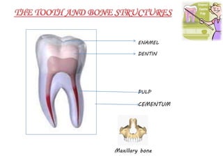 ENAMEL
DENTIN
PULP
CEMENTUM
Maxillary bone
 