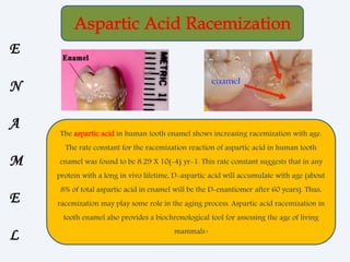 The aspartic acid in human tooth enamel shows increasing racemization with age.
The rate constant for the racemization reaction of aspartic acid in human tooth
enamel was found to be 8.29 X 10(-4) yr-1. This rate constant suggests that in any
protein with a long in vivo lifetime, D-aspartic acid will accumulate with age (about
8% of total aspartic acid in enamel will be the D-enantiomer after 60 years). Thus,
racemization may play some role in the aging process. Aspartic acid racemization in
tooth enamel also provides a biochronological tool for assessing the age of living
mammals.
E
N
A
M
E
L
 