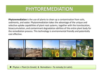 Phytoremediation Plants