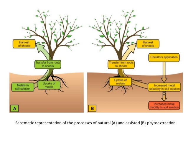 PHYTOREMEDIATION - Using Plants To Clean Up Our ... process flow diagram gold mining 