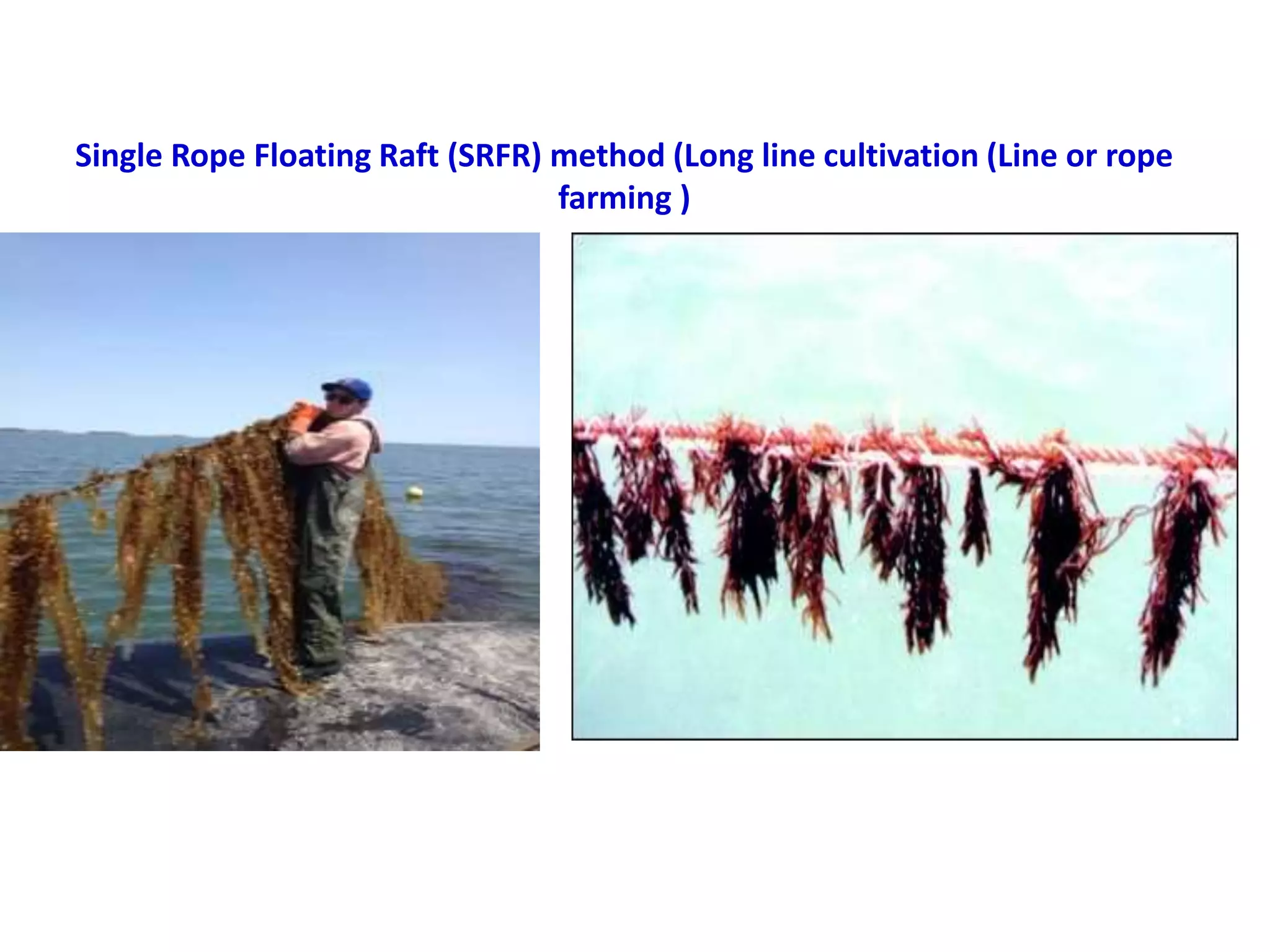 Algal Culture : Scope and Methods SMG | PPTX