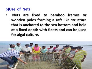 b)Use of Nets
• Nets are fixed to bamboo frames or
wooden poles forming a raft like structure
that is anchored to the sea bottom and held
at a fixed depth with floats and can be used
for algal culture.
 