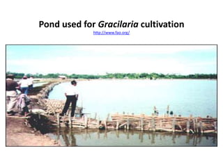 Pond used for Gracilaria cultivation
http://www.fao.org/
 