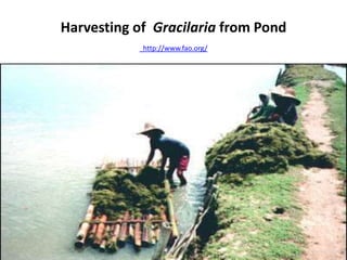 Harvesting of Gracilaria from Pond
http://www.fao.org/
 