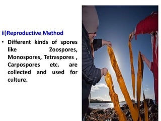 ii)Reproductive Method
• Different kinds of spores
like Zoospores,
Monospores, Tetraspores ,
Carpospores etc. are
collected and used for
culture.
 
