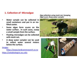 1. Collection of Microalgae
• Water sample can be collected in
small containers and put in an ice-
filled cooler.
• Some algae form scums on the
water surface . In such cases, scoop
a small sample from the surface.
• Floating microalgae can be collected
with mesh net.
• A deep water sampler can be used
to collect water several meters
below the surface.
Images
https://www.landcareresearch.co.nz
https://askabiologist.asu.edu
Alga collection using mesh net, Scooping
Algal scum, Deep water sampler
 