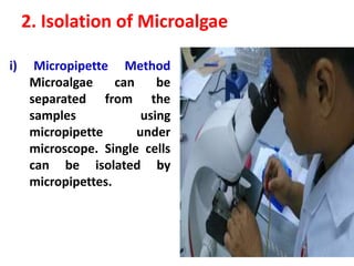 2. Isolation of Microalgae
i) Micropipette Method
Microalgae can be
separated from the
samples using
micropipette under
microscope. Single cells
can be isolated by
micropipettes.
 