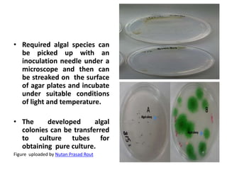 • Required algal species can
be picked up with an
inoculation needle under a
microscope and then can
be streaked on the surface
of agar plates and incubate
under suitable conditions
of light and temperature.
• The developed algal
colonies can be transferred
to culture tubes for
obtaining pure culture.
Figure uploaded by Nutan Prasad Rout
 