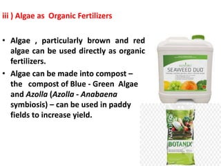 iii ) Algae as Organic Fertilizers
• Algae , particularly brown and red
algae can be used directly as organic
fertilizers.
• Algae can be made into compost –
the compost of Blue - Green Algae
and Azolla (Azolla - Anabaena
symbiosis) – can be used in paddy
fields to increase yield.
 