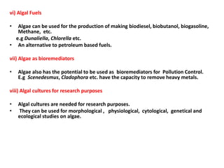 vi) Algal Fuels
• Algae can be used for the production of making biodiesel, biobutanol, biogasoline,
Methane, etc.
e.g Dunaliella, Chlorella etc.
• An alternative to petroleum based fuels.
vii) Algae as bioremediators
• Algae also has the potential to be used as bioremediators for Pollution Control.
E.g Scenedesmus, Cladophora etc. have the capacity to remove heavy metals.
viii) Algal cultures for research purposes
• Algal cultures are needed for research purposes.
• They can be used for morphological , physiological, cytological, genetical and
ecological studies on algae.
 