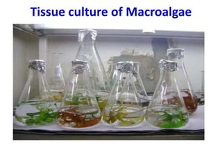 Tissue culture of Macroalgae
 