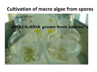 Cultivation of macro algae from spores
 