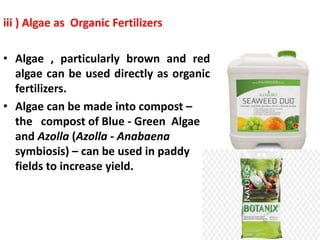 iii ) Algae as Organic Fertilizers
• Algae , particularly brown and red
algae can be used directly as organic
fertilizers....
