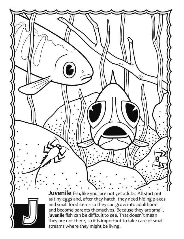 14 the king salmon