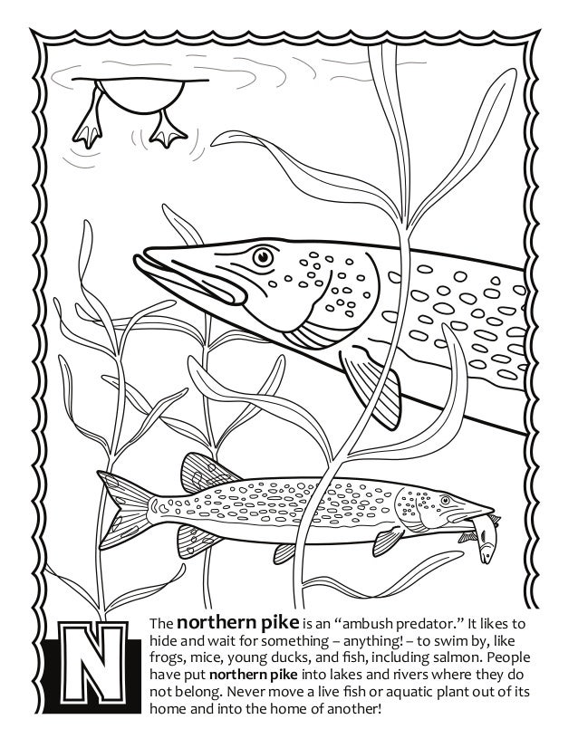Alaska Fish Abc S Coloring Book