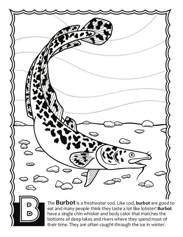 Alaska Fish ABCs Coloring Book
