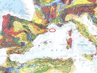 Dofí mular
(Tursiops truncatus)

 