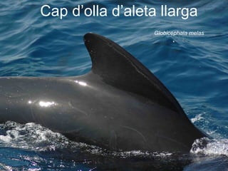 Identificació de l’aleta
Num de 3 dígits que la defineix

• 1er. Grau de distintivitat:
–
–
–
–
–

0: sense marques (sm) i forma normal (Baix)
1: sm i falcada (Mig)
2: sm i triangular (Mig)
3: sm i forma peculiar (ni 1 ni 2) (Alt Dist)
4: amb marques distintives (Alt Dist)

• 2on. Marques:
–
–
–
–

0: sense marques
1: 1 marca molt gran i obvia
2: 1 marca petita
3: Vàries marques

• 3er. Altres marques:
– 0: sense altres marques distintives
– 1: amb altres marques distintives

 