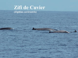 Ensenyant
a conèixer,
per tant

a

 