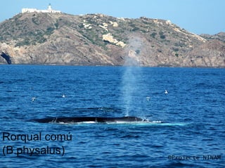 la

I a saber compartir
nostre encara viva
mar

 