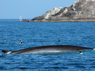 Notar que tots els Cetacis de habiten a les nostres aigües estan inclosos en els
apèndix II i IV de la Directiva 92/43 CEE, anomenada Directiva d’hàbitats.
El II, fa referència a les Espècies d’Interès Comunitari, per als que és necessari designar
una Zona Especial de Protecció.
El IV, designa les Espècies d’Interès Comunitari que requereixen una Protecció Estricta.

 