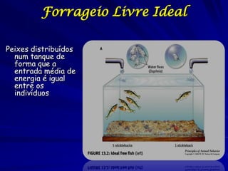 Forrageio Livre Ideal

Peixes distribuídos
  num tanque de
  forma que a
  entrada média de
  energia é igual
  entre os
  indivíduos
 