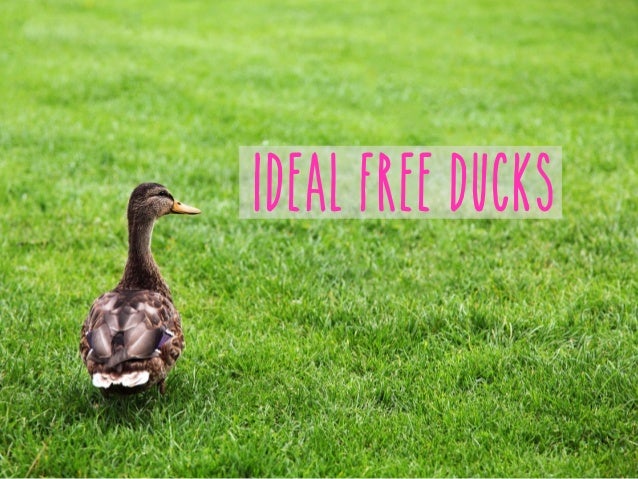 Ideal Freeducks Coolshittalk1 Sh Nov14 2014