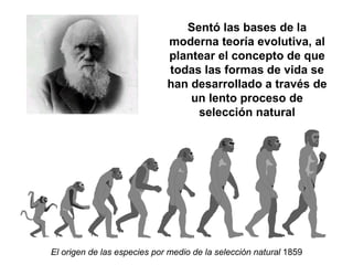 Darwin, Charles Robert (1809-1882) Sentó las bases de la moderna teoría evolutiva, al plantear el concepto de que todas las formas de vida se han desarrollado a través de un lento proceso de selección natural El origen de las especies por medio de la selección natural  1859 
