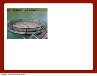 domingo 20 de noviembre de 11
 
