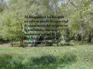 Al desaparecer los bosques no sólo se pierde la capacidad de renovación del oxígeno en la atmósfera, sino que también se reduce la fertilidad del suelo y se incrementa su erosión