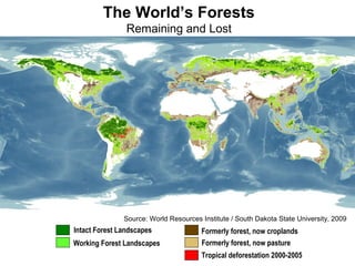 Working Forest Landscapes
Formerly forest, now croplands
Formerly forest, now pasture
Intact Forest Landscapes
Tropical deforestation 2000-2005
Source: World Resources Institute / South Dakota State University, 2009
The World’s Forests
Remaining and Lost
 