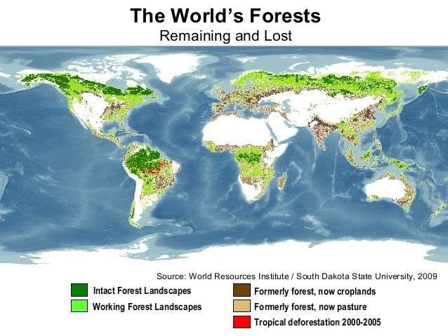 WRI (high res.map)- Global Forest Cover Map