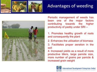 Advantages of weeding

Periodic management of weeds has
been one of the major factors
contributing towards the higher
productivity of paddy under SRI –

1. Promotes healthy growth of roots
and consequently the plant
2. Enhances the utilisation of biomass
3. Facilitates proper aeration in the
soil
4. Increased yields as a result of more
productive tillers, large panicle size,
more number of grains per panicle &
increased grain weight
 