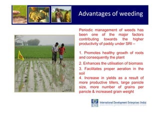 Advantages of weeding

Periodic management of weeds has
been one of the major factors
contributing towards the higher
productivity of paddy under SRI –

1. Promotes healthy growth of roots
and consequently the plant
2. Enhances the utilisation of biomass
3. Facilitates proper aeration in the
soil
4. Increase in yields as a result of
more productive tillers, large panicle
size, more number of grains per
panicle & increased grain weight
 